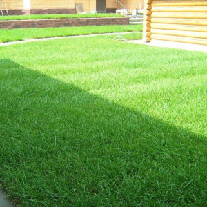 Газонная трава Теневыносливый 1кг 204660